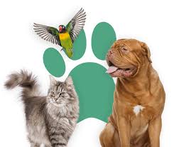 32 просмотра 6 лет назад. Hervey Bay Vet Clinic Passionate Paws Veterinary Surgery