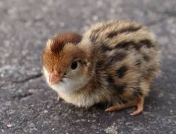 Baby Quail Needs A Helping Hand Outside With Marghanita Cute Animals Animals Beautiful Pet Birds