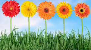 We did not find results for: Set Of Five Different Color Of Flowers Isolated On White Background Stock Photo Picture And Royalty Free Image Image 96630615