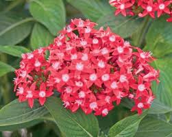 Image result for Pentas angustifolia