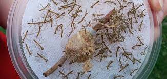 How To Take Care Of Your Praying Mantis Egg Case Josh S Frogs How To Guides Praying Mantis Pray Organic Pest