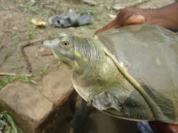 نيبال موطن الظهور الأول للسلحفاة الذهبية النادرة الأولى من نوعها Global Voices الأصوات العالمية