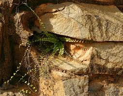 Image result for Adiantum incisum