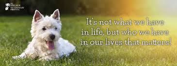 Check spelling or type a new query. Pin On The Village Veterinarian Hospital