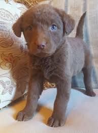 What are the nicknames for the chesapeake bay retriever? Chesapeake Bay Retriever Puppies For Sale Houston Tx 264924