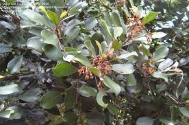 Image result for Manilkara koechlinii