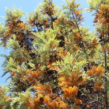 From about 1919 to 1959 nearly 2.2 million trees were planted around the islands. Plants Of Silky Oak Grevillea Robusta The Original Garden
