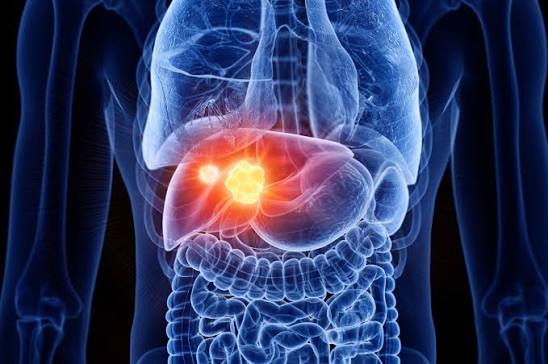 Liver anatomy illustration
