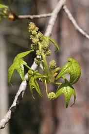 Image result for Altingiaceae