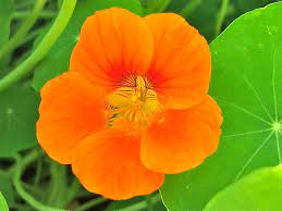 Pin On Nasturtiums