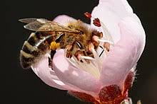 For bees like cultivated, flowers makes sense. Fruit Tree Pollination Wikipedia