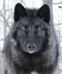 Pin De Sila En Wolves Perro Domestico Animales Salvajes Perros