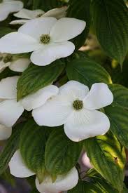 Image result for Cornus volkensii