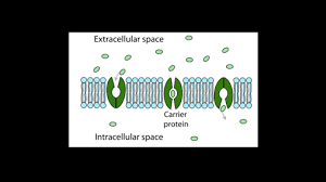 What is an example of diffusion in cells. Simple Diffusion And Passive Transport Article Khan Academy