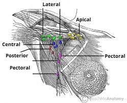 Click the links for image that tell you where to find the unit, and what the unit looks like. Lymphatic Drainage Of The Upper Limb Vessels Nodes Teachmeanatomy