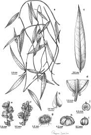 Image result for Tragiella natalensis
