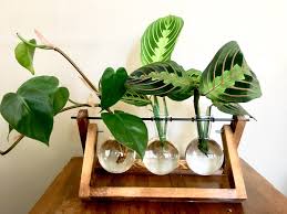 Maybe you would like to learn more about one of these? Started To Propagate My Maranta Prayer Plants Indoorgarden