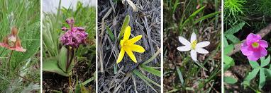 Image result for Hermannia parvula