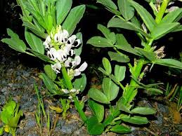 Image result for Vicia faba
