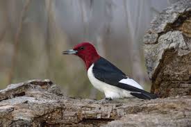 Types of woodpeckers species in michigan. 20 Captivating Types Of Woodpeckers