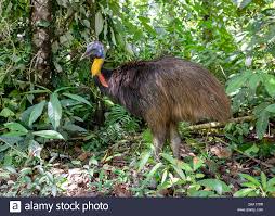 Image result for Cassipourea ruwensorensis