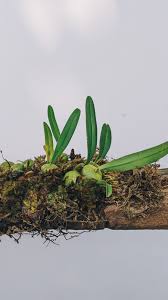Image result for Bulbophyllum intertextum