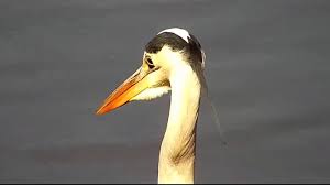 Image result for Solanum campylacanthum 'panduriforme type'