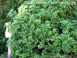 Green Arboricola Florida Plants Florida Landscaping Schefflera