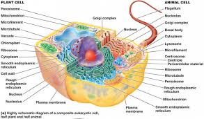 Flagella moves the cell by rotating the flagella about the basal body. Plant Cell And Animal Cell Structure Comparison