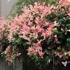 How to grow pink jasmine vine, jasminum polyanthum.do you love the sweet smell of jasmine? 1