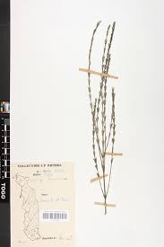 Image result for Striga baumannii