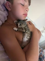 Adorable kittens for adoption available