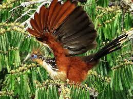 Read Why Biodiversity Rich Ecuador Has The Greatest Amazon Wildlife Viewing In Southamerica H Amazon Rainforest Animals Jungle Animals Rainforest Animals