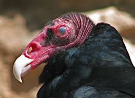 I Would Like To Reference The Actual Eyes Of Vultures In Modelling The Old Man S Own Eye Old Things Bald Eagle Animals