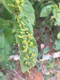 Image result for Erianthemum virescens