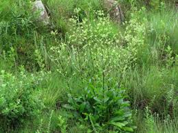 Image result for Alepidea amatymbica