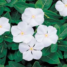 I have a long flower box on the out side of my porch, and i bury all my raw fruit and vegetable scraps in it all winter. Pacifica White Hybrid Vinca Flower Seeds