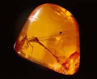 What Is Amber? | Ancient Carved Ambers in the J. Paul Getty ...