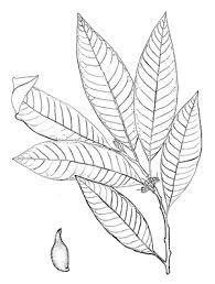 Image result for Pouteria adolfi-friederici