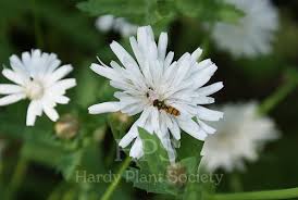 Image result for Kleinia grantii