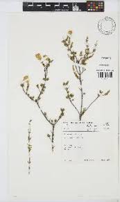 Image result for Pteronia acuminata