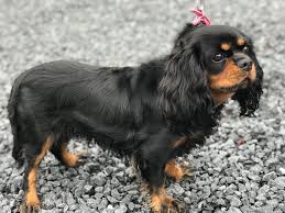 Chien Elevage De La Maison Du Ryez Eleveur De Chiens Cavalier King Charles Spaniel