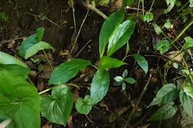 Image result for Chlorophytum stenopetalum