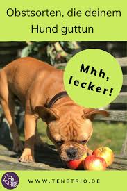 Obst Fur Den Hund Was Darf Dein Hund Essen Und Was Nicht Hund Essen Obstsorten Hunde Ernahrung