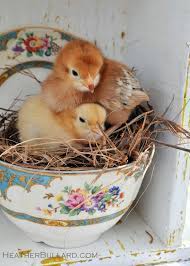 Sweet Have To Post My Picture Of Our Own Chicken In A Basket When Our Little Speckled Hen Had Her Nest In Our Garden Cart On The Ba Baby Chicks Chickens Backyard Birds