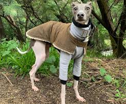 The italian greyhound has been around for many centuries. Lyka Story Louie S Journey Back To Health With Fresh Food
