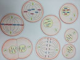 Talking related with biology corner meiosis worksheet, we've collected various variation of pictures to inform you more. Section 1 Reinforcement Cell Division And Mitosis Worksheet Answers Promotiontablecovers
