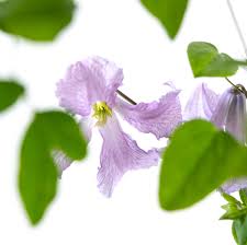 Maybe you would like to learn more about one of these? Italienische Waldrebe Betty Corning Clematis Viticella Betty Corning Gunstig Online Kaufen