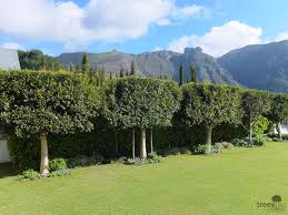 Image result for Ilex mitis