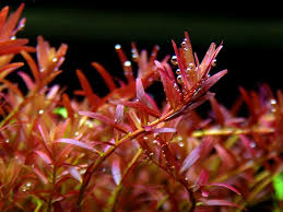 Image result for Rotala submersa